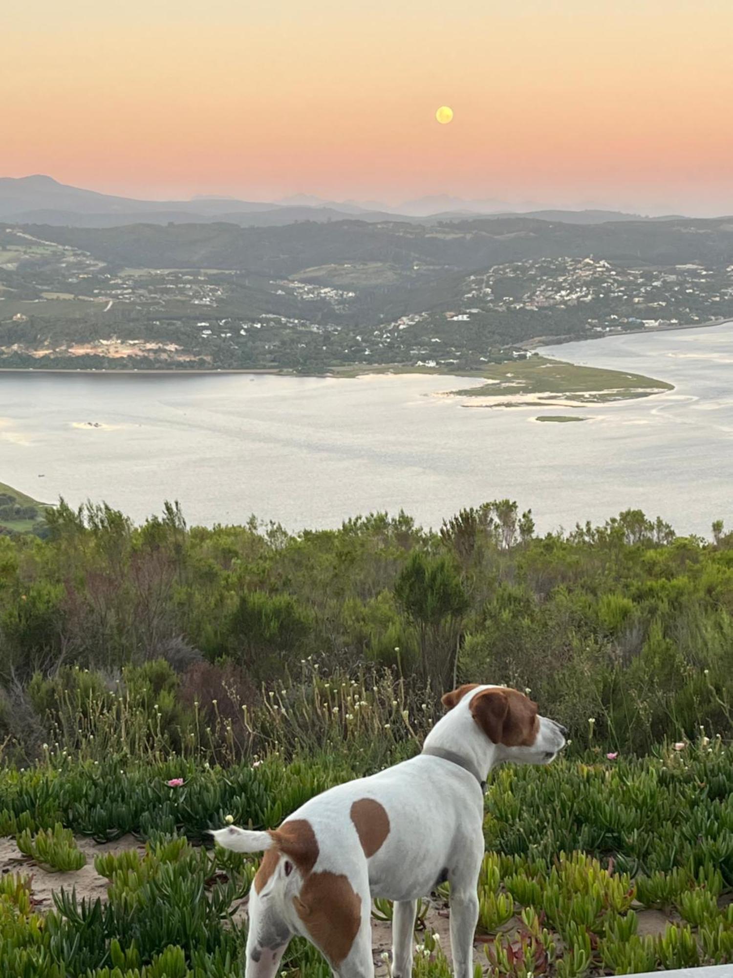 Die Uitzicht Guesthouse - Knysna Ngoại thất bức ảnh